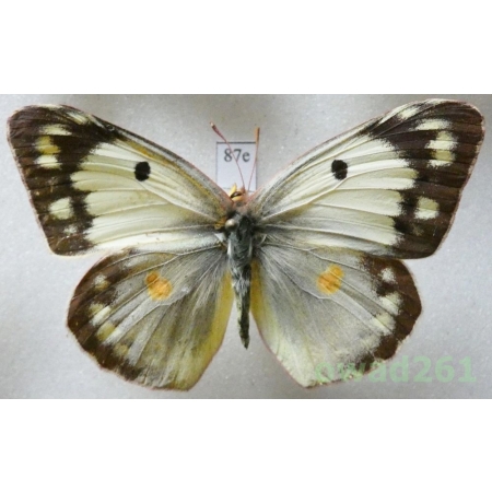 Colias croceus helice (Hübner, 1879) Bulgaria87e